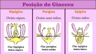Posição do Gineceu
Hipógina      Perígina      Epígina
 