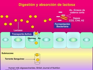 Digestión y absorción de lactosa 
Lactasa 
Transporte Activo 
Submucosa 
Torrente Sanguíneo 
Glucosa Na 
Ac. Grasos de 
cadena corta 
Gases 
CO2, CH4, H2 
Human milk oligosaccharides. British Journal of Nutrition 
1999;82:333-5 
Fermentación 
Bacteriana 
 