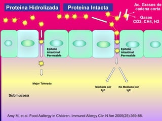 Epitelio 
intestinal 
Permeable 
No Mediada por 
IgE 
Proteína Hidrolizada Proteína Intacta 
Epitelio 
intestinal 
Permeable 
Mejor Tolerada 
Submucosa 
Ac. Grasos de 
cadena corta 
Gases 
CO2, CH4, H2 
Mediada por 
IgE 
Amy M, et al. Food Aallergy in Children. Immunol Allergy Clin N Am 2005(25):369-88. 
 