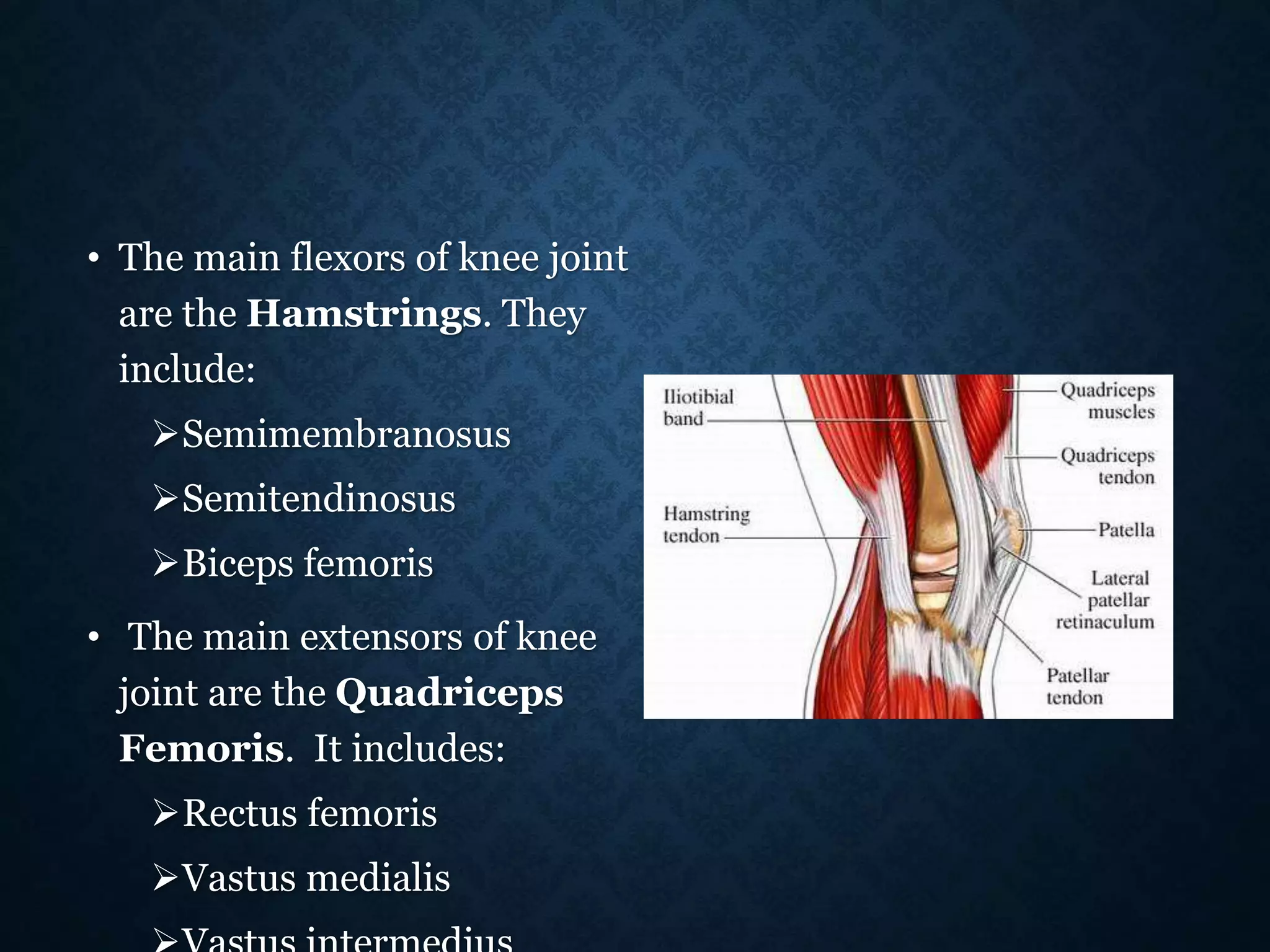 • The main flexors of knee joint
are the Hamstrings. They
include:
Semimembranosus
Semitendinosus
Biceps femoris
• The main extensors of knee
joint are the Quadriceps
Femoris. It includes:
Rectus femoris
Vastus medialis
 