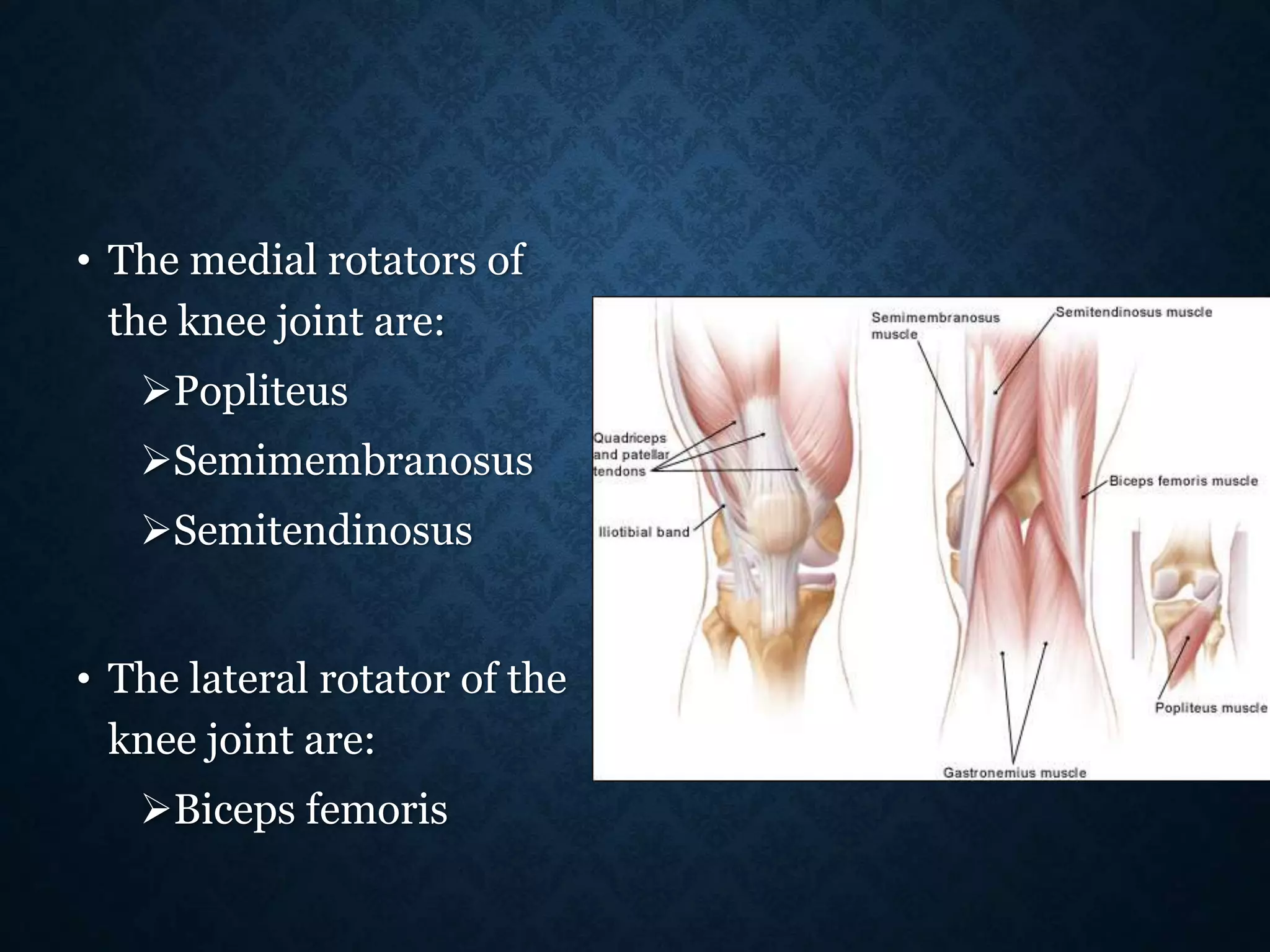 • The medial rotators of
the knee joint are:
Popliteus
Semimembranosus
Semitendinosus
• The lateral rotator of the
knee joint are:
Biceps femoris
 
