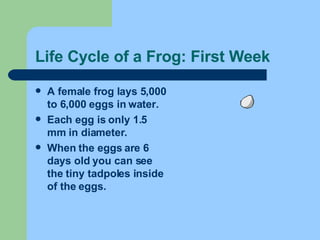 Life Cycle of a Frog: First Week A female frog lays 5,000 to 6,000 eggs in water.  Each egg is only 1.5 mm in diameter. When the eggs are 6 days old you can see the tiny tadpoles inside of the eggs. 