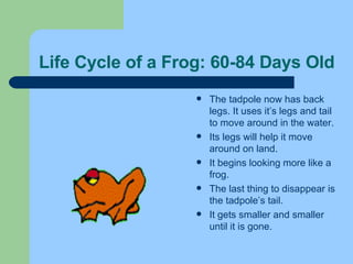 Life Cycle of a Frog: 60-84 Days Old The tadpole now has back legs. It uses it’s legs and tail to move around in the water.  Its legs will help it move around on land. It begins looking more like a frog. The last thing to disappear is the tadpole’s tail.  It gets smaller and smaller until it is gone. 