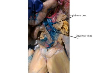 Caudal vena cava
Urogenital veins
 