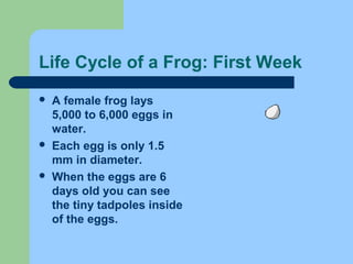 Life Cycle of a Frog: First Week
 A female frog lays
5,000 to 6,000 eggs in
water.
 Each egg is only 1.5
mm in diameter.
 When the eggs are 6
days old you can see
the tiny tadpoles inside
of the eggs.
 
