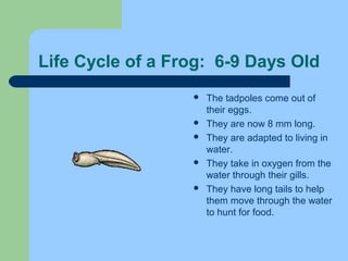 Life Cycle of a Frog: 6-9 Days Old
 The tadpoles come out of
their eggs.
 They are now 8 mm long.
 They are adapted to living in
water.
 They take in oxygen from the
water through their gills.
 They have long tails to help
them move through the water
to hunt for food.
 