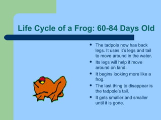 Life Cycle of a Frog: 60-84 Days Old
 The tadpole now has back
legs. It uses it’s legs and tail
to move around in the water.
 Its legs will help it move
around on land.
 It begins looking more like a
frog.
 The last thing to disappear is
the tadpole’s tail.
 It gets smaller and smaller
until it is gone.
 