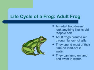 Life Cycle of a Frog: Adult Frog
 An adult frog doesn’t
look anything like its old
tadpole self.
 Adult frogs breathe air
through lungs-not gills.
 They spend most of their
time on land-not in
water.
 They can jump on land
and swim in water.
 