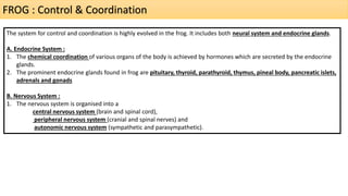 FROG : Control & Coordination
The system for control and coordination is highly evolved in the frog. It includes both neural system and endocrine glands.
A. Endocrine System :
1. The chemical coordination of various organs of the body is achieved by hormones which are secreted by the endocrine
glands.
2. The prominent endocrine glands found in frog are pituitary, thyroid, parathyroid, thymus, pineal body, pancreatic islets,
adrenals and gonads
B. Nervous System :
1. The nervous system is organised into a
central nervous system (brain and spinal cord),
peripheral nervous system (cranial and spinal nerves) and
autonomic nervous system (sympathetic and parasympathetic).
 