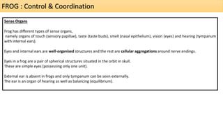 FROG : Control & Coordination
Sense Organs
Frog has different types of sense organs,
namely organs of touch (sensory papillae), taste (taste buds), smell (nasal epithelium), vision (eyes) and hearing (tympanum
with internal ears).
Eyes and internal ears are well-organised structures and the rest are cellular aggregations around nerve endings.
Eyes in a frog are a pair of spherical structures situated in the orbit in skull.
These are simple eyes (possessing only one unit).
External ear is absent in frogs and only tympanum can be seen externally.
The ear is an organ of hearing as well as balancing (equilibrium).
 