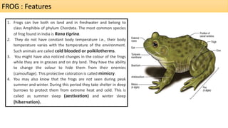 FROG : Features
1. Frogs can live both on land and in freshwater and belong to
class Amphibia of phylum Chordata. The most common species
of frog found in India is Rana tigrina.
2. They do not have constant body temperature i.e., their body
temperature varies with the temperature of the environment.
Such animals are called cold blooded or poikilotherms.
3. You might have also noticed changes in the colour of the frogs
while they are in grasses and on dry land. They have the ability
to change the colour to hide them from their enemies
(camouflage). This protective coloration is called mimicry.
4. You may also know that the frogs are not seen during peak
summer and winter. During this period they take shelter in deep
burrows to protect them from extreme heat and cold. This is
called as summer sleep (aestivation) and winter sleep
(hibernation).
 