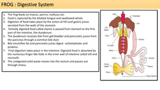 FROG : Digestive System
1. The frog feeds on insects, worms, molluscs etc.
2. Food is captured by the bilobed tongue and swallowed whole.
3. Digestion of food takes place by the action of HCl and gastric juices
secreted from the walls of the stomach.
4. Partially digested food called chyme is passed from stomach to the first
part of the intestine, the duodenum.
5. The duodenum receives bile from gall bladder and pancreatic juices from
the pancreas through a common bile duct.
6. Bile emulsifies fat and pancreatic juices digest carbohydrates and
proteins.
7. Final digestion takes place in the intestine. Digested food is absorbed by
the numerous finger-like folds in the inner wall of intestine called villi and
microvilli.
8. The undigested solid waste moves into the rectum and passes out
through cloaca.
 