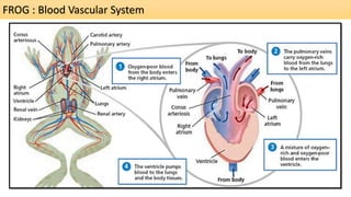 FROG : Blood Vascular System
 