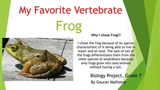 Frog
By Gaurav Malhotra
Biology Project, Grade 7
My Favorite Vertebrate
Why I chose Frog??
I chose the frog because of its special
characteristic of it being able to live in
water and on land. The lack of tail of
the frogs differentiates them from the
other species of amphibians because
only frogs grow into land animals
without having a tail.
 