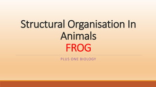 Structural Organisation In
Animals
FROG
PLUS ONE BIOLOGY
 