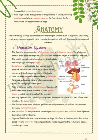 Frogs exhibit sexual dimorphism.
Male frogs can be distinguished by the presence of sound producing
vocal sacs and also a copulatory pad on the first digit of the fore
limbs which are absent in female frogs.
Anatomy
The body cavity of frogs accommodate different organ systems such as digestive, circulatory,
respiratory, nervous, excretory and reproductive systems with well developed structures and
functions.
1. Digestive System
The digestive system consists of alimentary canal and digestive glands. The alimentary
canal is short because frogs are carnivores and hence the length of intestine is reduced.
The mouth opens into the buccal cavity that leads to
the oesophagus through pharynx.
Oesophagus is a short tube that opens into the
stomach which in turn continues as the intestine,
rectum and finally opens outside by the cloaca.
Liver secretes bile that is stored in the gall bladder.
Pancreas, a digestive gland produces pancreatic
juice containing digestive enzymes.
Food is captured by the bilobed tongue. Digestion of
food takes place by the action of HCl and gastric
juices secreted from the walls of the stomach.
Partially digested food called chyme is passed from stomach to the first part of the small
intestine, the duodenum.
The duodenum receives bile from gall bladder and pancreatic juices from the pancreas
through a common bile duct.
Bile emulsifies fat and pancreatic juices digest carbohydrates and proteins. Final digestion
takes place in the intestine.
Digested food is absorbed by the numerous finger-like folds in the inner wall of intestine
called villi and microvilli. The undigested solid waste moves into the rectum and passes
out through cloaca.
neharohtagi1
 