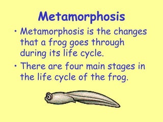 Metamorphosis
• Metamorphosis is the changes
  that a frog goes through
  during its life cycle.
• There are four main stages in
  the life cycle of the frog.
 