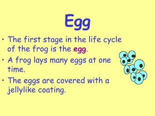 Egg
• The first stage in the life cycle
  of the frog is the egg.
• A frog lays many eggs at one
  time.
• The eggs are covered with a
  jellylike coating.
 