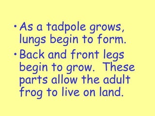 • As a tadpole grows,
  lungs begin to form.
• Back and front legs
  begin to grow. These
  parts allow the adult
  frog to live on land.
 