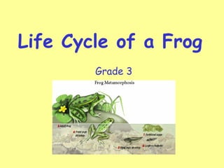 Life Cycle of a Frog
Grade 3
 