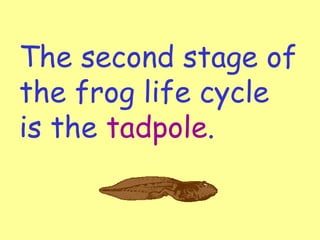 The second stage of
the frog life cycle
is the tadpole.