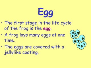 Egg
• The first stage in the life cycle
of the frog is the egg.
• A frog lays many eggs at one
time.
• The eggs are covered with a
jellylike coating.