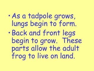• As a tadpole grows,
lungs begin to form.
• Back and front legs
begin to grow. These
parts allow the adult
frog to live on land.