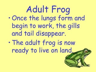 Adult Frog
• Once the lungs form and
begin to work, the gills
and tail disappear.
• The adult frog is now
ready to live on land.