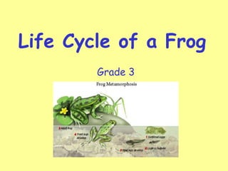 Life Cycle of a Frog
Grade 3

 