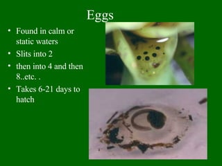 Frog Life Cycle | PPT