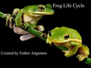 Frog Life Cycle Created by Esther Anguiano   