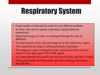 Respiratory System
• Frogs respire on land and on water by two different methods.
• In water, skin acts as aquatic respiratory organ(cutaneous
  respiration).
• Dissolved oxygen in water is exchanged through the skin by
  diffusion.
• On land, buccal cavity, skin and lungs act as the respiratory organs.
• The respiration by lungs is called pulmonary respiration.
• The lungs are a pair of elongated, pink coloured sac-like structure
  present in the upper part of the trunk region.
• Air enters through the nostrils into the buccal cavity and then to lungs
• During aestivation and hibernation gaseous exchange takes place
  through skin.
 