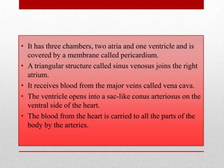 • It has three chambers, two atria and one ventricle and is
  covered by a membrane called pericardium.
• A triangular structure called sinus venosus joins the right
  atrium.
• It receives blood from the major veins called vena cava.
• The ventricle opens into a sac-like conus arteriosus on the
  ventral side of the heart.
• The blood from the heart is carried to all the parts of the
  body by the arteries.
 