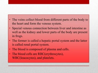 • The veins collect blood from different parts of the body to
  the heart and form the venous system.
• Special venous connection between liver and intestine as
  well as the kidney and lower parts of the body are present
  in frogs.
• The former is called a hepatic portal system and the latter
  is called renal portal system.
• The blood is composed of plasma and cells.
• The blood cells are RBC(erythrocytes),
  WBC(leucocytes), and platelets.
 