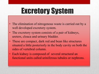Excretory System
• The elimination of nitrogenous waste is carried out by a
  well developed excretory system.
• The excretory system consists of a pair of kidneys,
  ureters, cloaca and urinary bladder.
• These are compact, dark red and bean like structures
  situated a little posteriorly in the body cavity on both the
  sides of vertebral column.
• Each kidney is composed of several structural an
  functional units called uriniferous tubules or nephrons.
 