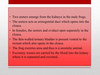 • Two ureters emerge from the kidneys in the male frogs.
• The ureters acts as urinogenital duct which opens into the
  cloaca.
• In females, the ureters and oviduct open separately in the
  cloaca.
• The thin-walled urinary bladder is present ventral to the
  rectum which also opens in the cloaca.
• The frog excretes urea and thus is a ureotelic animal.
• Excretory wastes are carried by the blood into the kidney
  where it is separated and excreted.
 