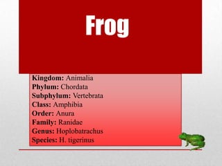 Frog
Kingdom: Animalia
Phylum: Chordata
Subphylum: Vertebrata
Class: Amphibia
Order: Anura
Family: Ranidae
Genus: Hoplobatrachus
Species: H. tigerinus
 