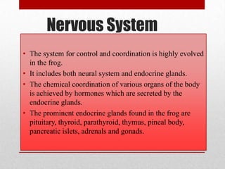 Nervous System
• The system for control and coordination is highly evolved
  in the frog.
• It includes both neural system and endocrine glands.
• The chemical coordination of various organs of the body
  is achieved by hormones which are secreted by the
  endocrine glands.
• The prominent endocrine glands found in the frog are
  pituitary, thyroid, parathyroid, thymus, pineal body,
  pancreatic islets, adrenals and gonads.
 