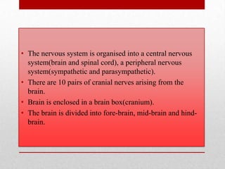• The nervous system is organised into a central nervous
  system(brain and spinal cord), a peripheral nervous
  system(sympathetic and parasympathetic).
• There are 10 pairs of cranial nerves arising from the
  brain.
• Brain is enclosed in a brain box(cranium).
• The brain is divided into fore-brain, mid-brain and hind-
  brain.
 
