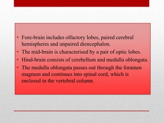 • Fore-brain includes olfactory lobes, paired cerebral
  hemispheres and unpaired diencephalon.
• The mid-brain is characterised by a pair of optic lobes.
• Hind-brain consists of cerebellum and medulla oblongata.
• The medulla oblongata passes out through the foramen
  magnum and continues into spinal cord, which is
  enclosed in the vertebral column.
 