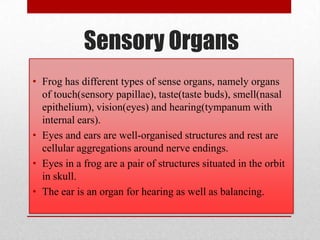 Sensory Organs
• Frog has different types of sense organs, namely organs
  of touch(sensory papillae), taste(taste buds), smell(nasal
  epithelium), vision(eyes) and hearing(tympanum with
  internal ears).
• Eyes and ears are well-organised structures and rest are
  cellular aggregations around nerve endings.
• Eyes in a frog are a pair of structures situated in the orbit
  in skull.
• The ear is an organ for hearing as well as balancing.
 