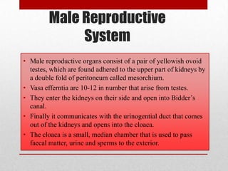 Male Reproductive
              System
• Male reproductive organs consist of a pair of yellowish ovoid
  testes, which are found adhered to the upper part of kidneys by
  a double fold of peritoneum called mesorchium.
• Vasa efferntia are 10-12 in number that arise from testes.
• They enter the kidneys on their side and open into Bidder’s
  canal.
• Finally it communicates with the urinogential duct that comes
  out of the kidneys and opens into the cloaca.
• The cloaca is a small, median chamber that is used to pass
  faecal matter, urine and sperms to the exterior.
 