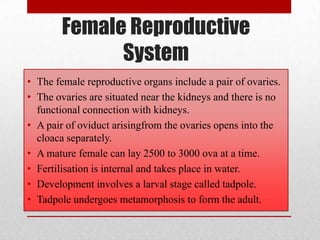 Female Reproductive
              System
• The female reproductive organs include a pair of ovaries.
• The ovaries are situated near the kidneys and there is no
  functional connection with kidneys.
• A pair of oviduct arisingfrom the ovaries opens into the
  cloaca separately.
• A mature female can lay 2500 to 3000 ova at a time.
• Fertilisation is internal and takes place in water.
• Development involves a larval stage called tadpole.
• Tadpole undergoes metamorphosis to form the adult.
 