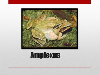 Amplexus
 
