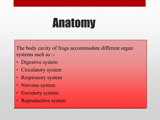 Anatomy
The body cavity of frogs accommodate different organ
systems such as :-
• Digestive system
• Circulatory system
• Respiratory system
• Nervous system
• Excretory system
• Reproductive system
 