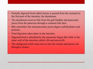 • Partially digested food called chyme is passed from the stomach to
  the first part of the intestine, the duodenum.
• The duodenum receives bile from the gall bladder and pancreatic
  juices from the pancreas through a common bile duct.
• Bile emulsifies fats and pancreatic juices digest carbohydrates and
  proteins.
• Final digestion takes place in the intestine.
• Digested food is absorbed by the numerous finger-like folds in the
  inner wall of the intestine called villi and microvilli.
• The undigested solid waste moves into the rectum and passes out
  through a cloaca.
 