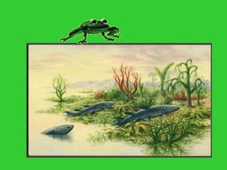 Frog Introduction Frog Anatomy and morphology | PPT