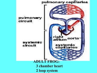 Frog anatomy | PPT
