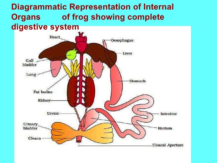 anatomy of a frog