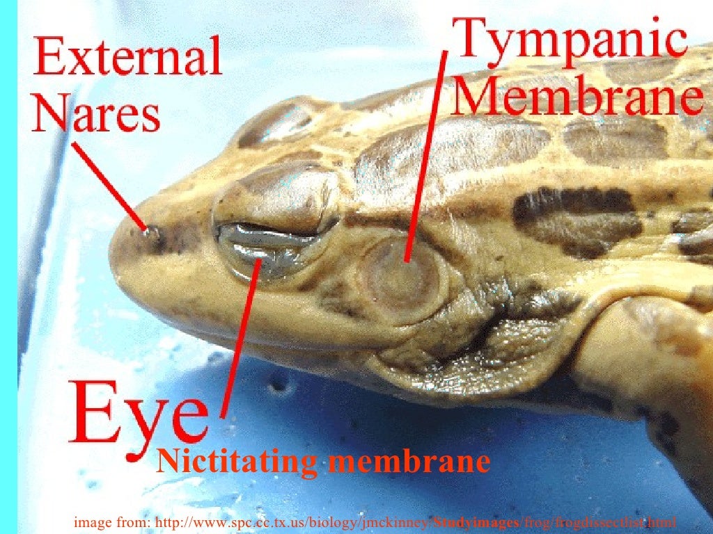 frog-anatomy